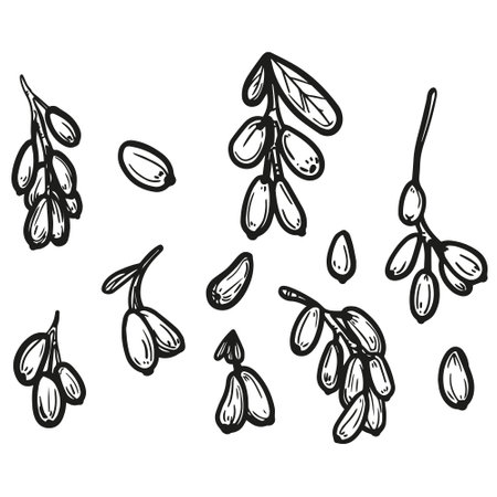 Vector graphic monochrome set with barberry. Berry collection for food and medicine. Image for textiles, scrapbooking, restaurantのイラスト素材