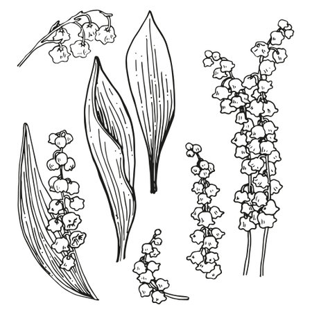 Vector graphic monochrome set with contoured buds and leaves of lily of the valley. Mother's Day and Easter Spring Set. Image for textiles, chancery, design, scrapbooking, packaginのイラスト素材
