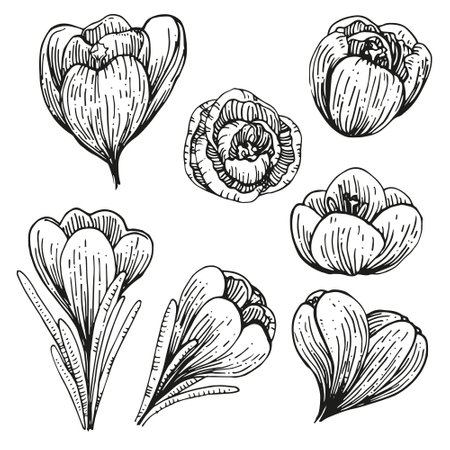 Vector graphic monochrome image with crocus buds. Special set for Mother's Day and other holidays. Collection for festive designer packaging, textiles, scrapbookingのイラスト素材