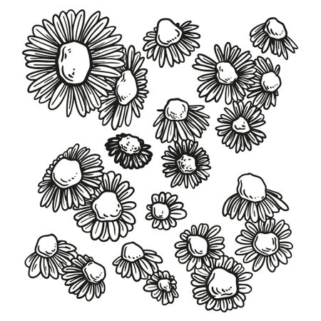 Vector graphic monochrome image with camomile. Special set for Mother's Day and other holidays. Collection for festive designer packaging, textiles, scrapbookingのイラスト素材