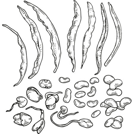 Vector graphic monochrome set with haricot. National Asian, Italian Kitchen Contour Collection. Image for textiles, scrapbooking, restaurant menusのイラスト素材