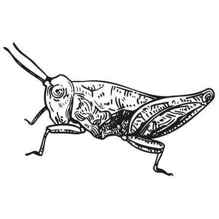 Vector graphic monochrome Tetrigidae. Insect contour collection. Image for textiles, scrapbooking, officeのイラスト素材