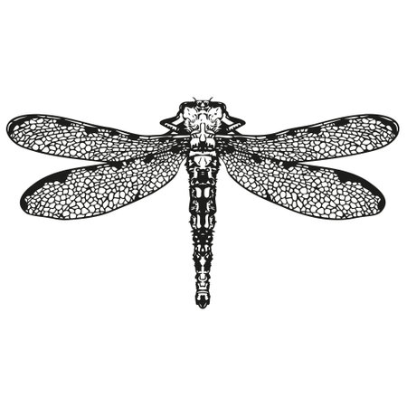 Vector graphic monochromedragonfly. Insect contour collection. Image for textiles, scrapbooking,...