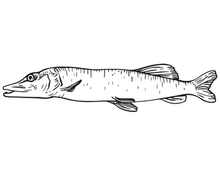 Vector graphic monochrome pike. Animals contour collection. Image for textiles, scrapbooking, officeのイラスト素材