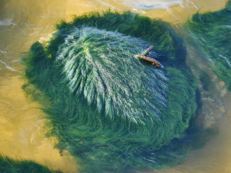 Seaweed that grows on rocks at beach