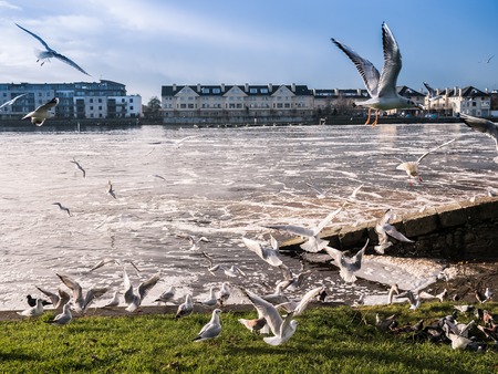 Seagulls over river in Athlone dam in background, irelandの写真素材