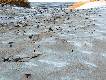 Beautiful view of winter frozen desert dunes on seashore of Baltic sea in Latviaの写真素材