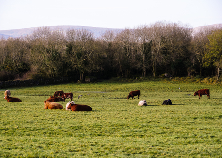 Holstein bulls at a pasture in Scotland fieldsの写真素材