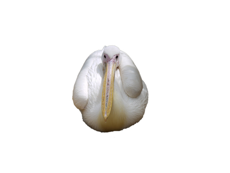 Cozy white bird sitting in the parkの写真素材