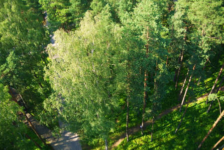 Fir tree forest in morning time in Jurmalaの写真素材