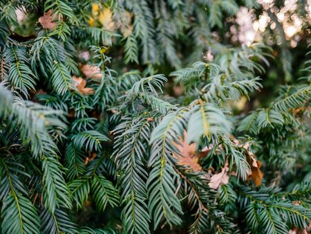 Christmas tree with show and leafs in winterの写真素材