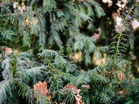 Christmas tree with show and leafs in winter
