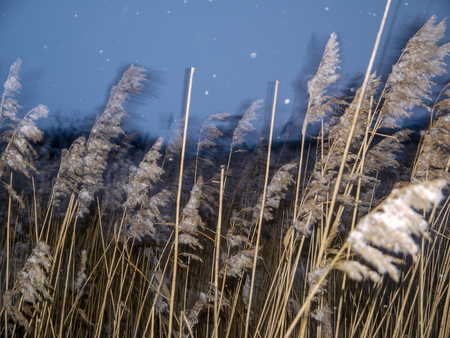 Goldish Reeds at sunset near sea and swampの写真素材