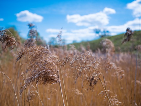 Reed in the quiet day time. cloudsの写真素材