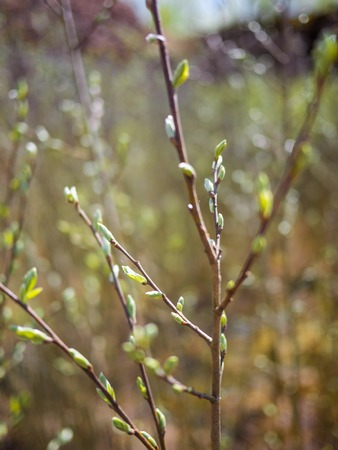 Young kidney growing in ecological place. Young summertime plants.