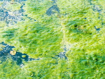 Green Moss swamp on a river at sunny day