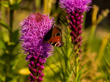 buterfly ad bee in the garden with pink flowerの写真素材