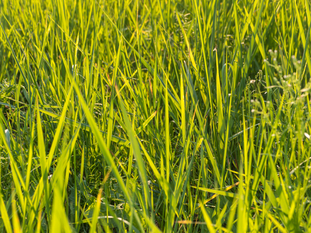 Background of a green grass in sunny day