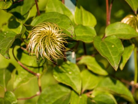 Green leaves and beautiful flower in the gardenの写真素材
