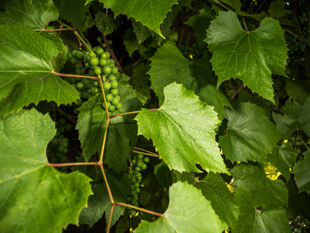 green greaps with leafs in early summerの写真素材