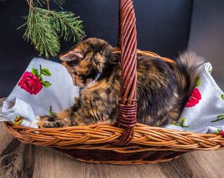 small tri-color cat in the basket posingの写真素材
