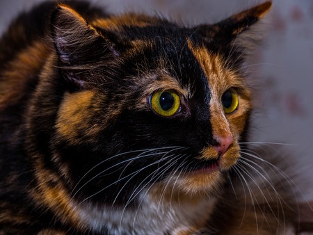 beautiful tricoloured young cat posing, home animalの写真素材