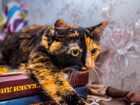 beautiful tricoloured young cat posing, home animalの写真素材