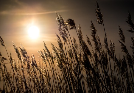 Golden Sunset and reed grass in contra.の写真素材