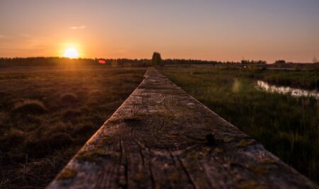 Rural nature at sunset. Beautiful summer landscape with field and forest