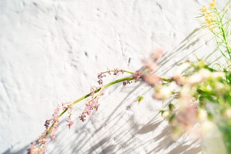 Background of a white textured wall and a blurred branch of wild flowers. The concept of summer.の写真素材