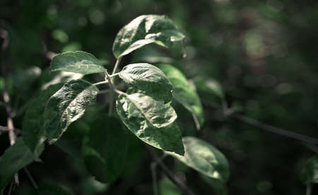 Leaves on a tree branch in the sunlight.