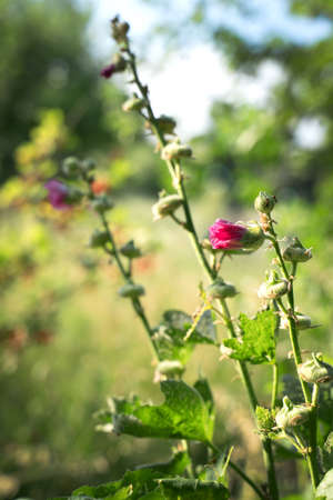 Garden flower in the sun on a background of greeneryの写真素材