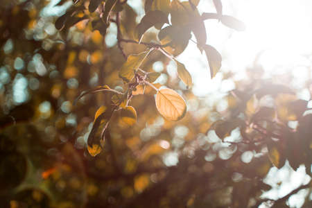 Autumn leaves of trees view from below with sunlight