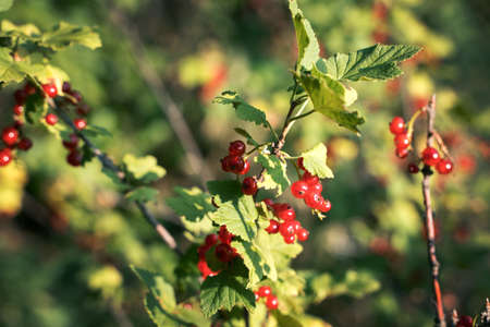 A branch of a currant Bush with ripe red berries.