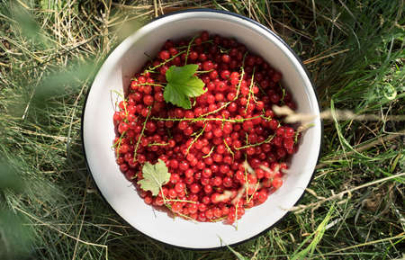 Fresh, just picked red currant in the sun