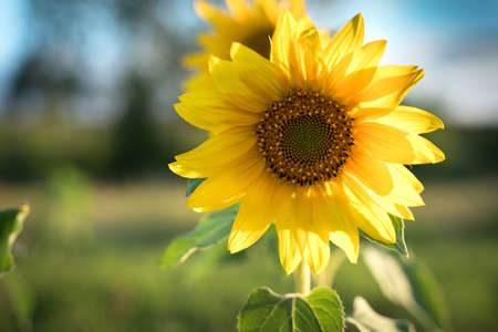 Sunflower on the background of greenery in the sunの写真素材