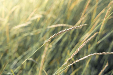 Meadow grass with Golden spikelets in the sun in soft toning.