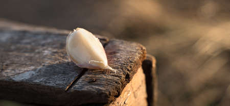 A clove of garlic lies on a wooden box in the open air against the background of autumn grass.