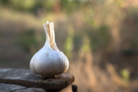 Garlic is lying on a wooden box in the open air against the background of autumn grassの写真素材