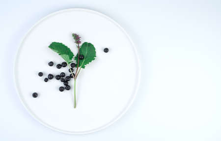 Chokeberry berries with a green branch on a white plate. Minimalistic abstract background.の写真素材