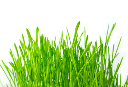 Green fresh grass on a light background. Side view. Concept of spring backgrounds.の写真素材