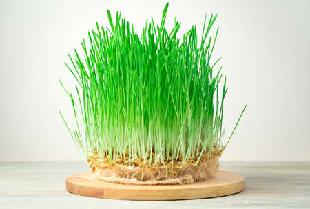 Superfood, sprouted wheat grains with green shoots on a round Board on a light background. Side view...