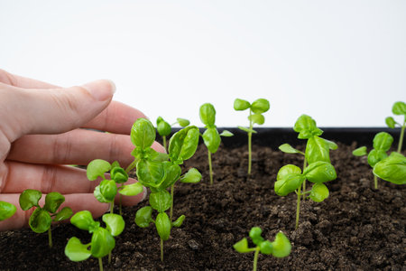 A womans hand over basil sprouts. Side view. The concept of cultivation.の写真素材