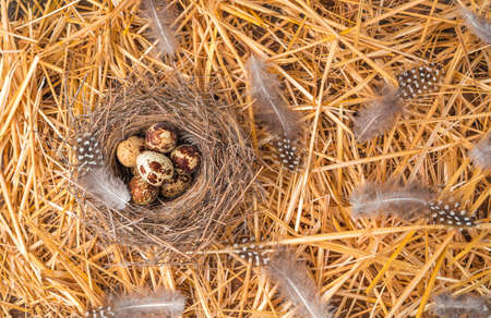 Quail eggs in a natural nest, top view with space to copy. The concept of Easter backgrounds.の写真素材