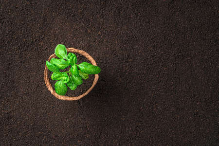 Minimalistic background with a basil plant in a pot on the soil. Top view with copy space.の写真素材