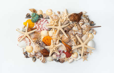 A set of different beautiful starfish, shells and clams on a white background are collected in a pile. Top view.の写真素材