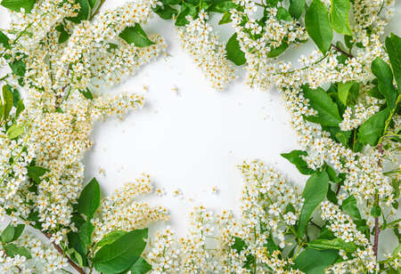 Branches with flowers and green leaves on a white background. Top view with copy space.の写真素材