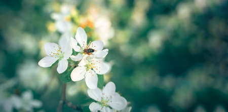 Spring background with a flowering branch of an apple tree pollinated by a bee on a blurred natural background. Panorama, selective focus.の写真素材