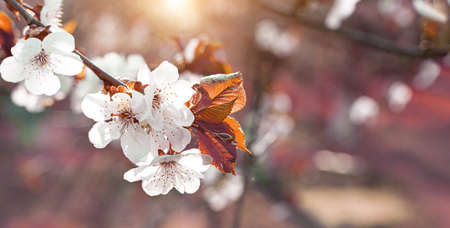 Floral spring abstract nature background. A blooming branch on a blurry background. For Easter and spring greeting cards. selective focus.の写真素材