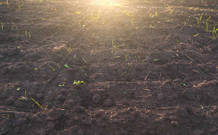 Fertile soil for cultivation in rural fields in the rays of the sun. The concept of agriculture....